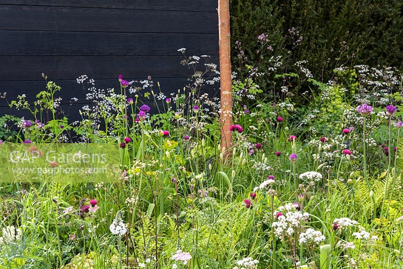 Meadow-style planting with Anthriscus, Alliums and Cirsium. 'Urban Oasis', RHS Malvern Spring Festival 2018.
