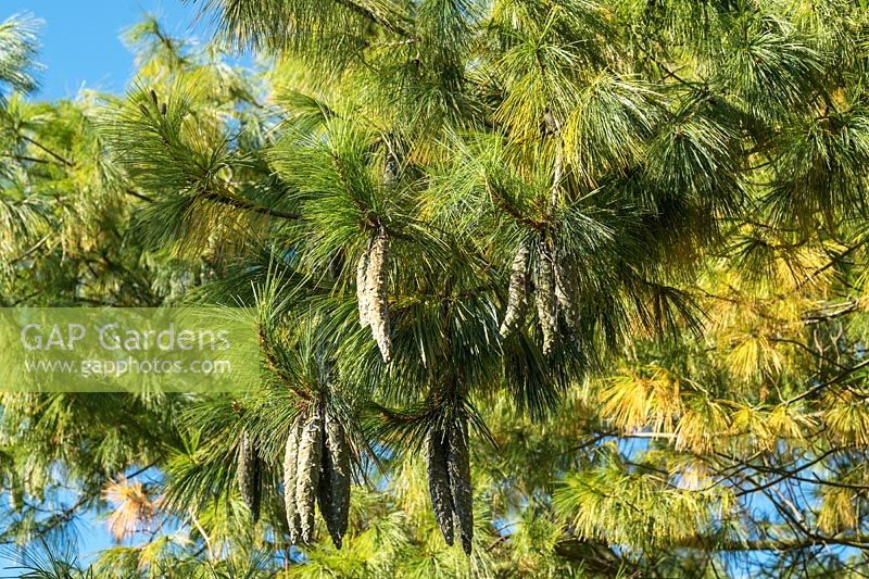 Pinus wallichiana - Bhutan pine