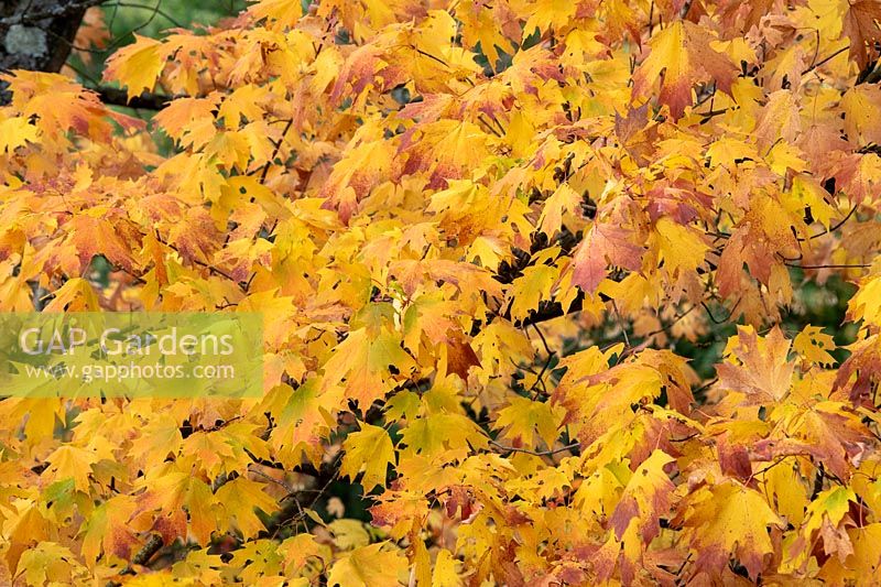 Acer saccharum subsp. nigrum - Black Maple, Oxfordshire