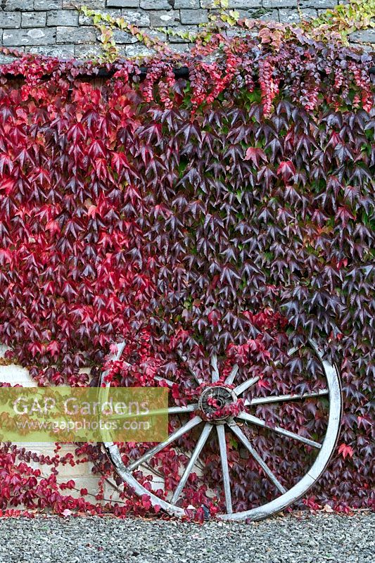 Parthenocissus tricuspidata - Boston ivy and old wooden cart wheel, The Cotswolds, Gloucestershire