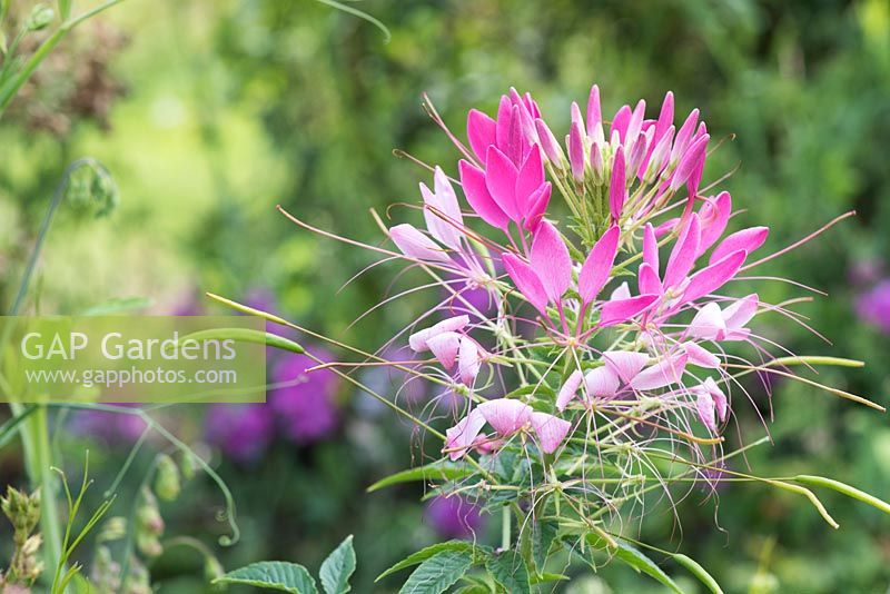 Cleome spinosa 'Pink queen' - Spider flower, Oxfordshire
