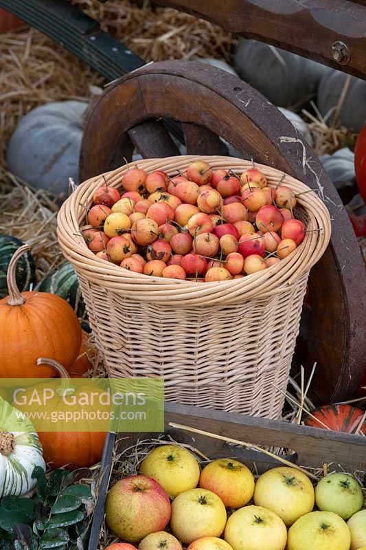 Basket of harvested crab apples surrounded by other autumn fruit and vegetables. 
