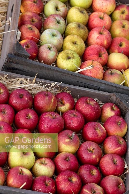 Malus domestica - Apple varieties on an autumn display. 