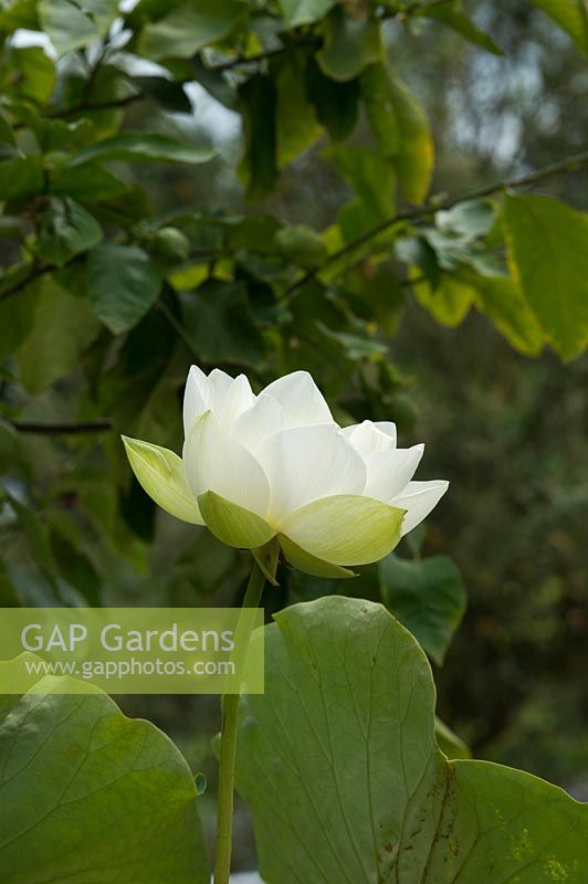 Nelumbo nucifera - Lotus flower at RHS Wisley Gardens - July - Surrey