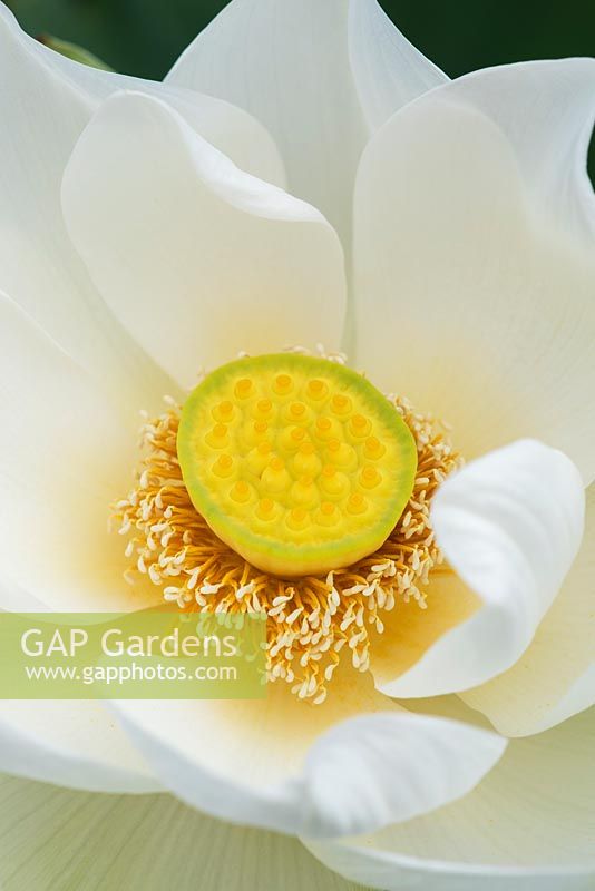 Nelumbo nucifera - Lotus flower 