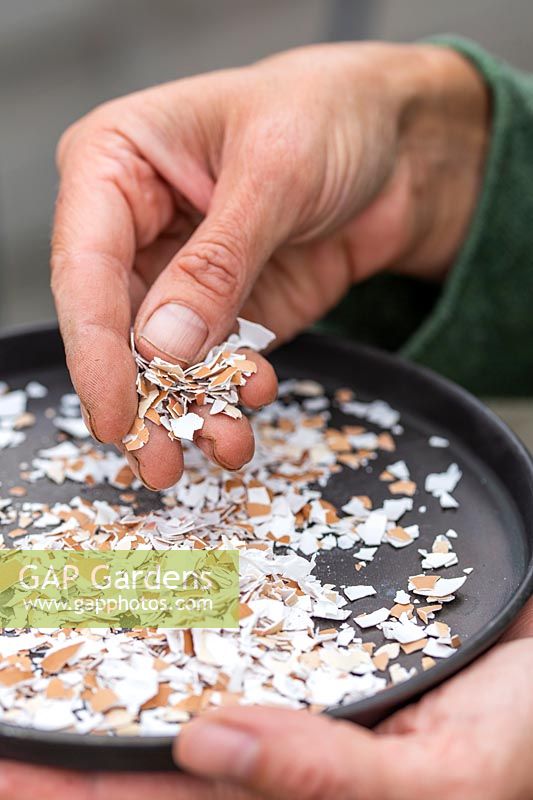 Woman holding dish of crushed egg shells to use for slug prevention purposes. 