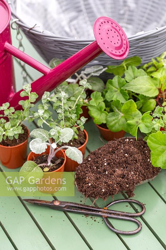 Ingredients and tools for planting up a hanging basket. 