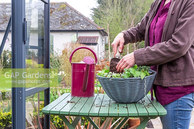 Woman adding compost in between the plug plants in hanging basket. 