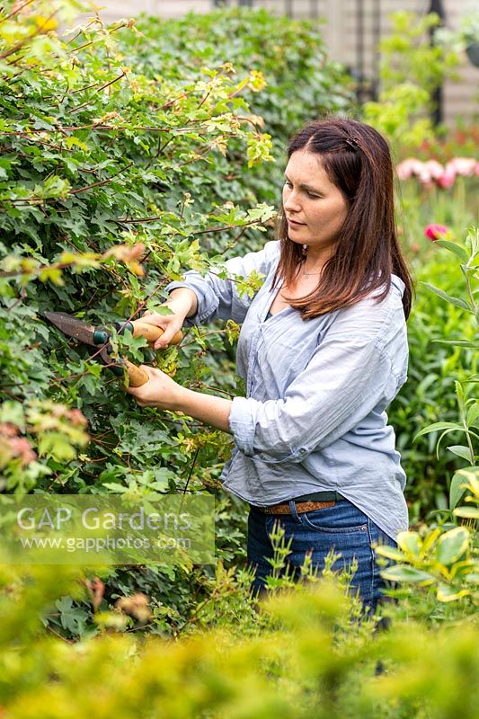 Woman cutting Acer campestre hedge with hand shears.