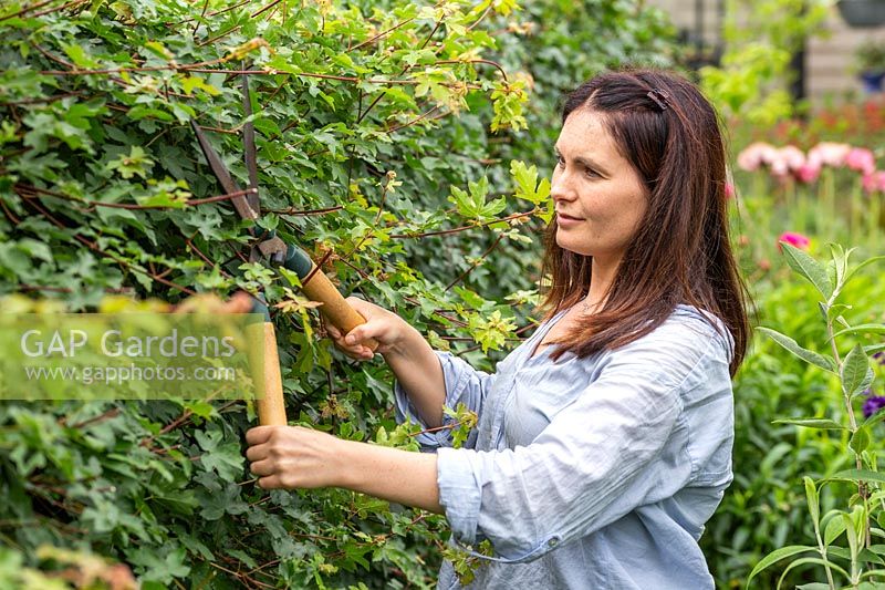 Woman cutting Acer campestre hedge with hand shears.
