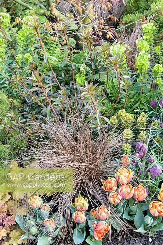 Flowering spring border with Tulipa 'Orange Princess' , Euphorbia and bronze-leaved Carex grass in 'A Garden for all Seasons', Ascot Spring Garden Show, 2018 
