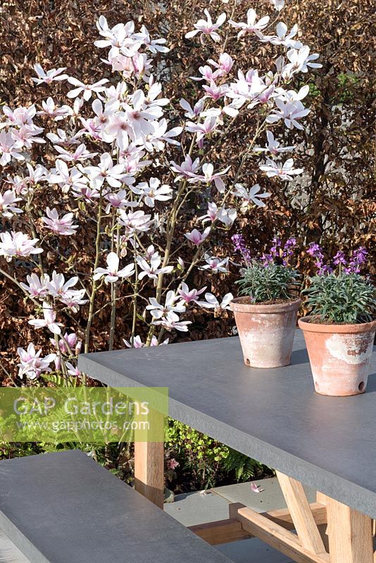Grey table and benches with Erysimum and Magnolia x soulangeana. 'What Lies Beneath', Ascot Spring Garden Show, 2018