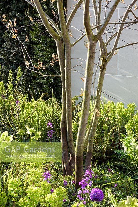Multi-stemmed Amelanchier lamarckii  underplanted with Euphorbia x martinii, Erysimum and Helleborus - 'The Courtyard' garden, Ascot Spring Garden Show, 2018.