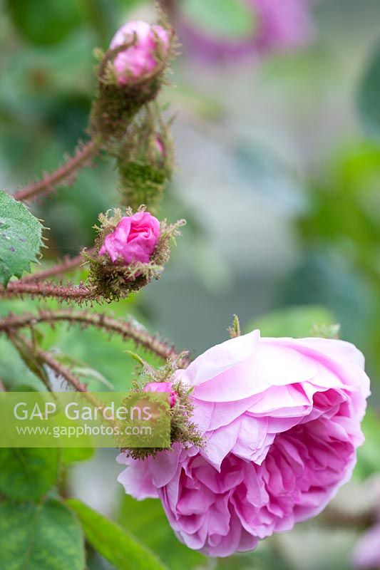 Rosa 'Gloire des Mousseux' - Moss rose