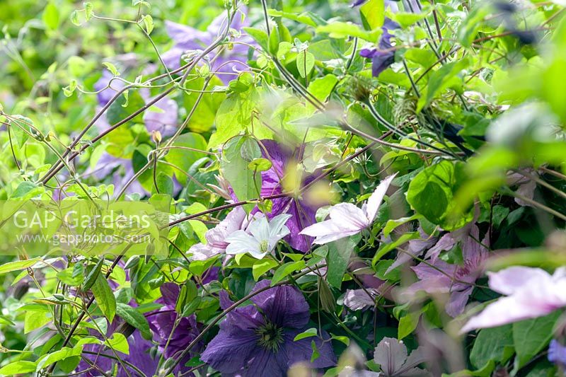 Various Clematis including 'Hagley Hybrid' and 'Star of India'