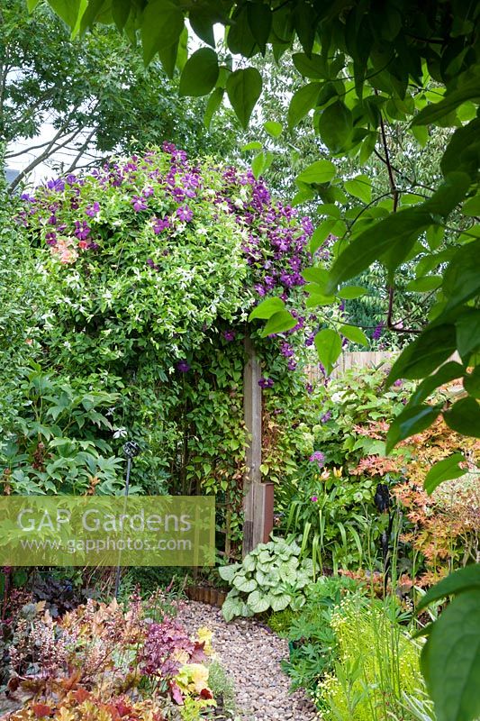 Clematis 'Etoile Violette' and 'Alba Luxurians' on archway