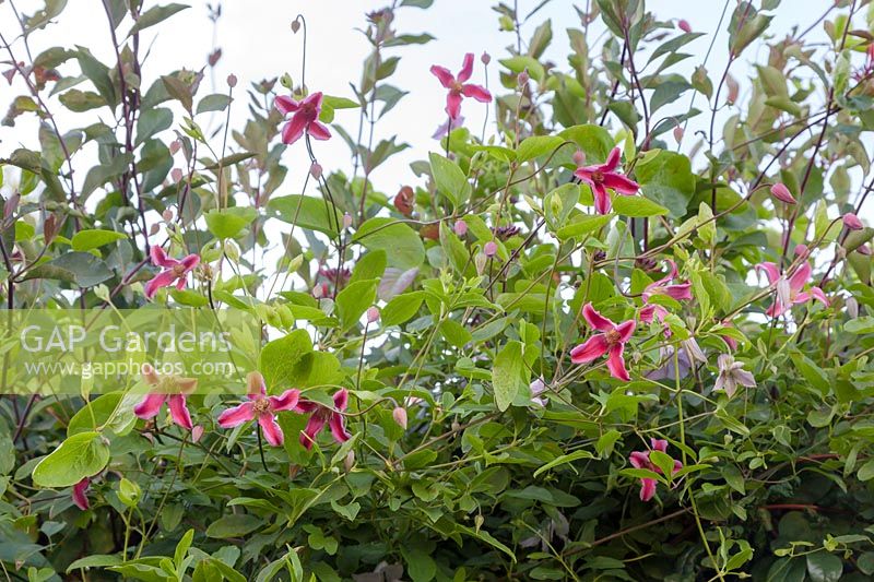 Clematis 'Duchess of Albany' and 'Betty Corning' - Vitcella.