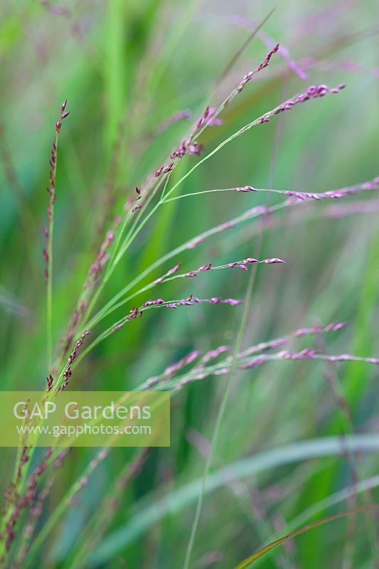 Molinia caerulea subsp. caerulea 'Edith Dudszus' - purple moor-grass 'Edith Dudszus'
