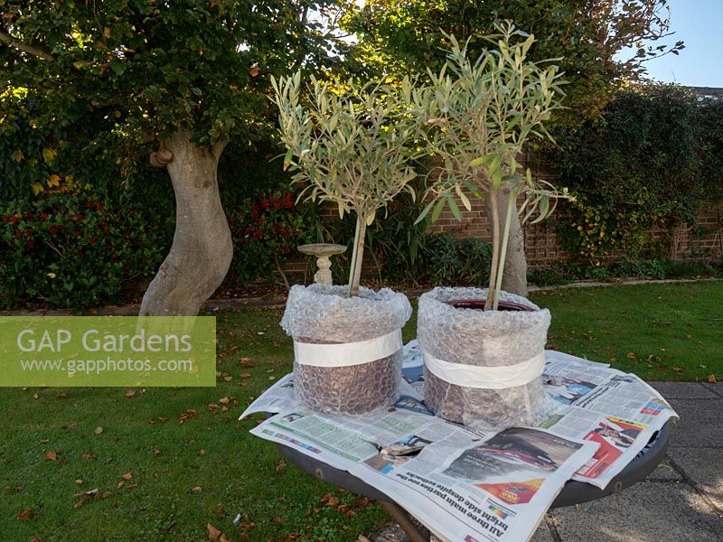 Wrapped up pots containing olive trees ready for overwintering.