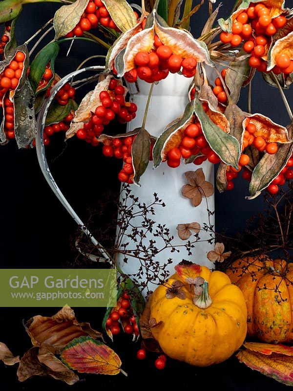 Autumnal arrangement in enamel jug with cut Iris foetidissima - stinking Iris -  pumpkins and leaves. 