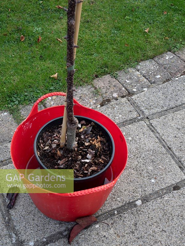 Soaking potted crab apple tree before planting. 