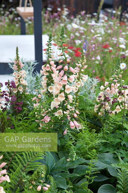 Digitalis 'Sutton Apricot' surrounded by other herbaceous perennials in show garden - 'A Family Garden', sponsored by CCLA, RHS Chatsworth Flower Show, 2018.
