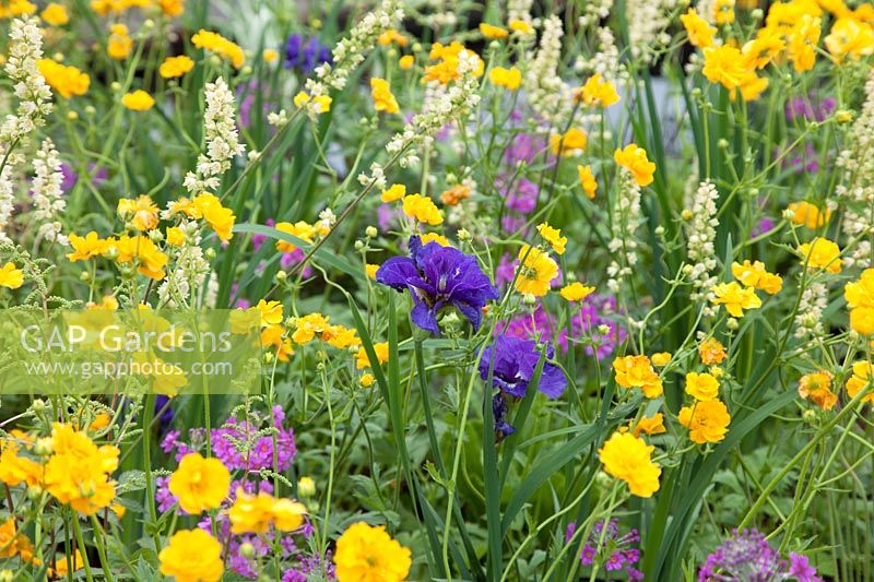 Mixed planting of Geum 'Lady Stratheden', Iris sibirica 'Blue KIng' and Primula beesiana - The Great Outdoors Garden, Sponsered by Allgreen Group Handspring Design Knowl Park Nurseries, RHS Chatsworth Flower Show, 2018 