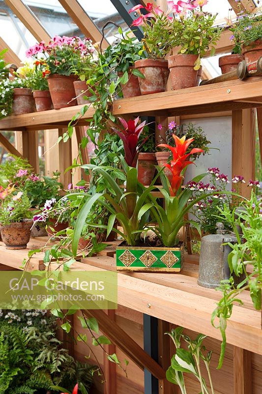 Displays of potted annuals and houseplants in timber greenhouse, including bromeliad plants planted in a vintage metal box. 