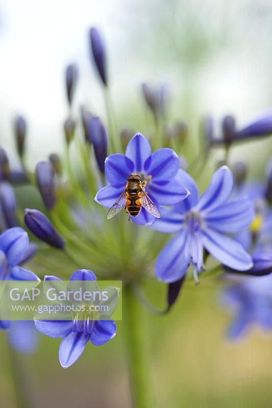Hoverfly on Agapanthus 'Buckingham Palace' - African Lily 
