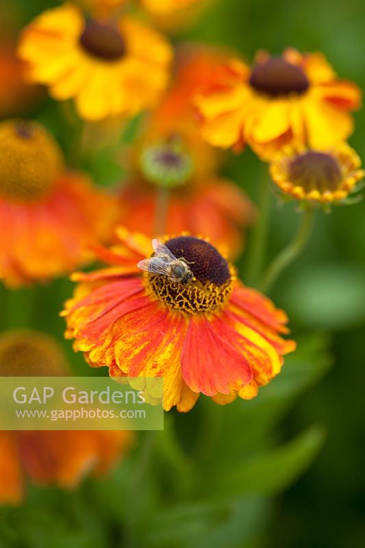 Bee on Helenium 'Sahin's Early Flowerer'