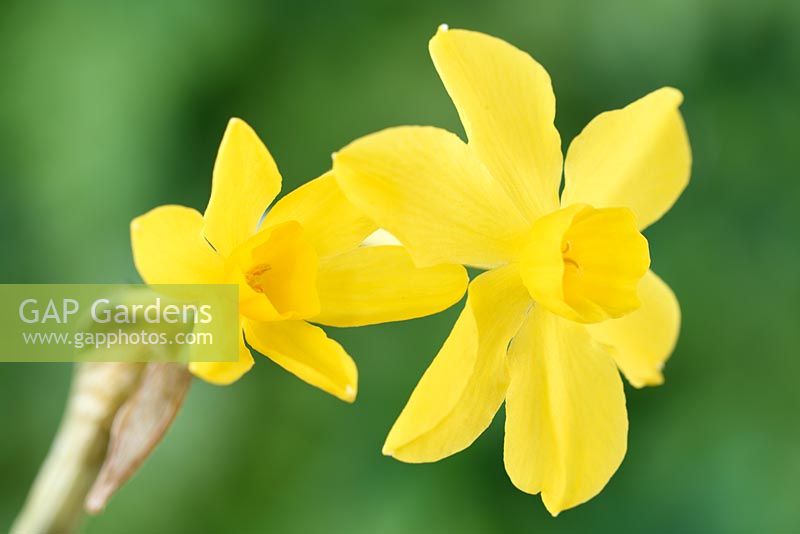 Narcissus fernandesii - Daffodil