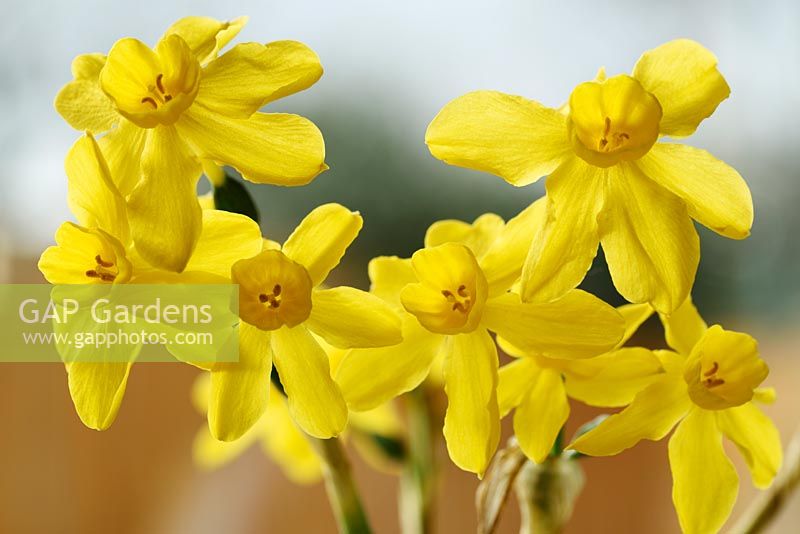 Narcissus fernandesii - Daffodil  