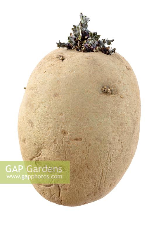 Solanum tuberosum 'Maris Bard' - Potato chitted seed potato