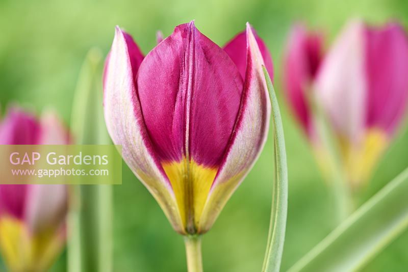 Tulipa humilis  'Persian Pearl'