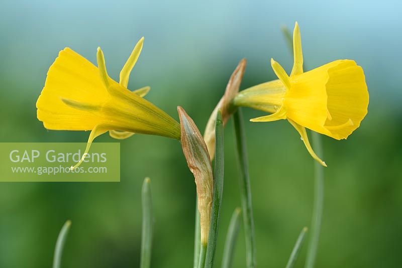 Narcissus bulbocodium subsp. bulbocodium var. conspicuus -  Hoop petticoat daffodil  
