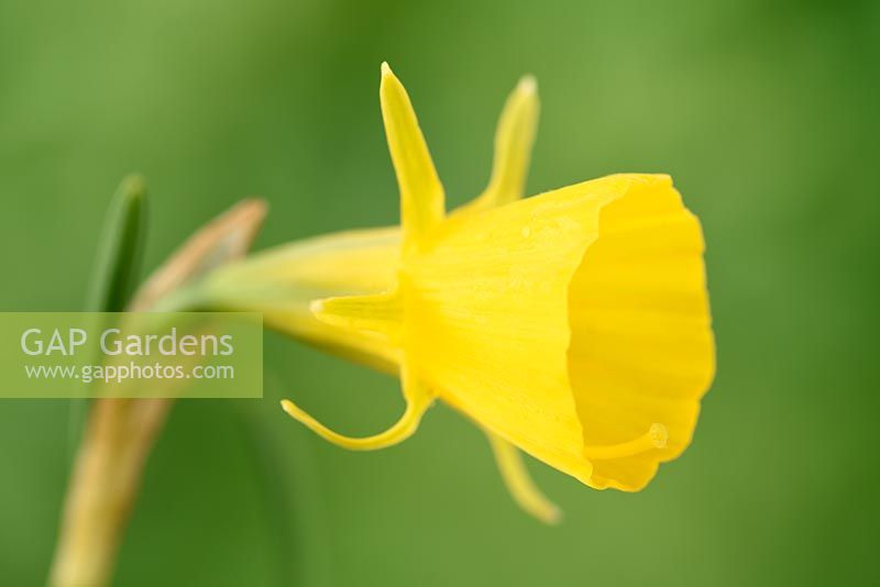 Narcissus bulbocodium var. conspicuus - Hoop petticoat daffodil