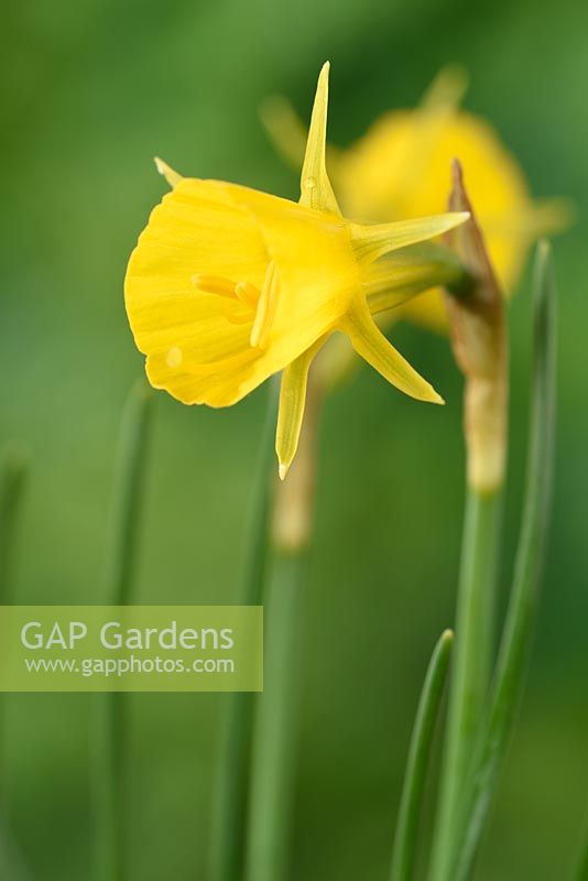 Narcissus bulbocodium subsp. bulbocodium var. conspicuus - Hoop petticoat daffodil 