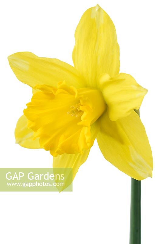 Narcissus 'Dutch Master' - Trumpet Daffodil