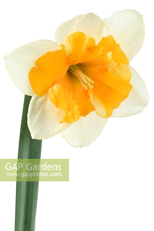 Narcissus  'Good Success' -  Daffodil 