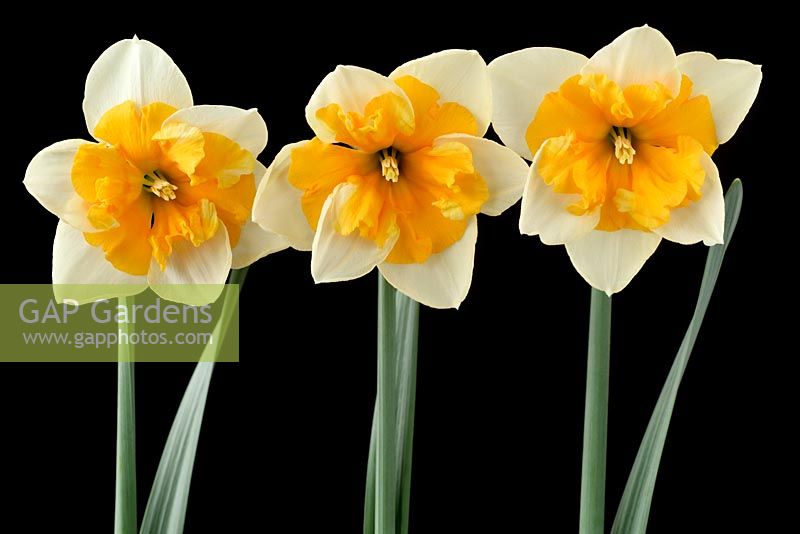 Narcissus 'Good Success' - Daffodil  