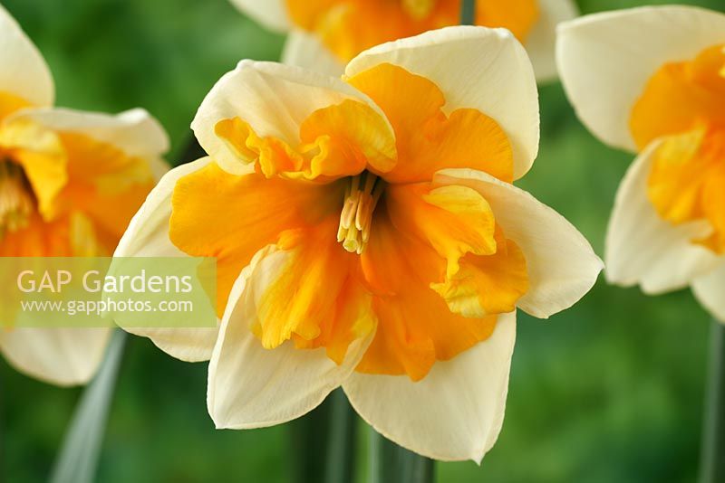 Narcissus 'Good Success' - Split-corona Daffodil