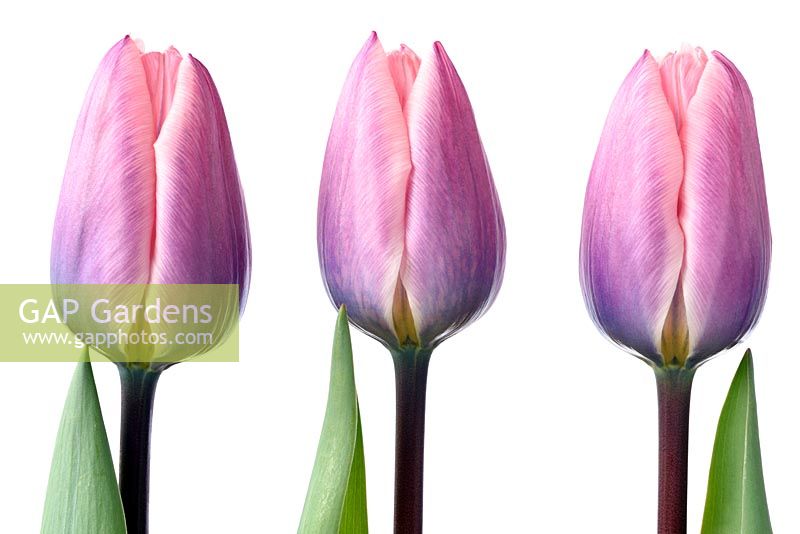 Tulipa 'Light and Dreamy'- Darwin Hybrid Group Tulip