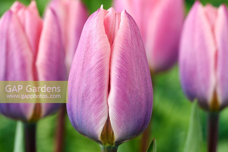 Tulipa 'Light and Dreamy' - Darwin hybrid group Tulip