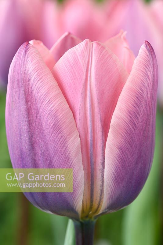 Tulipa 'Light and Dreamy' - Darwin Hybrid Group Tulip.