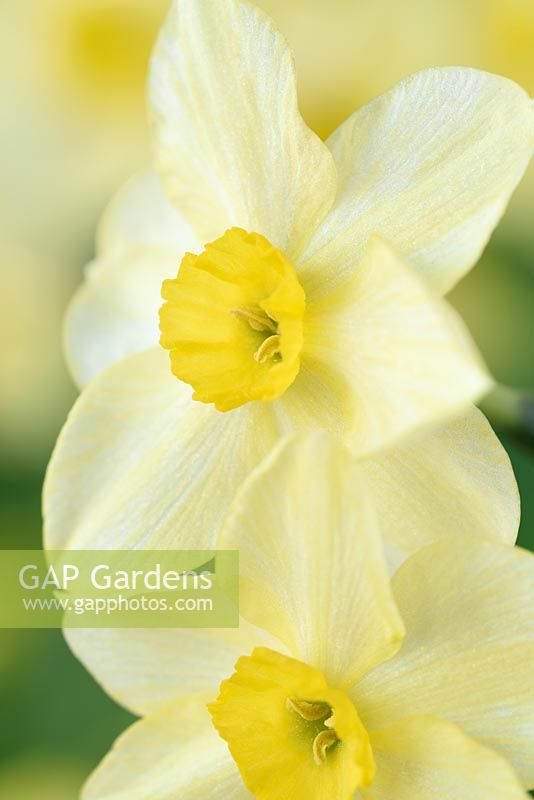 Narcissus x tenuior - slender narcissus