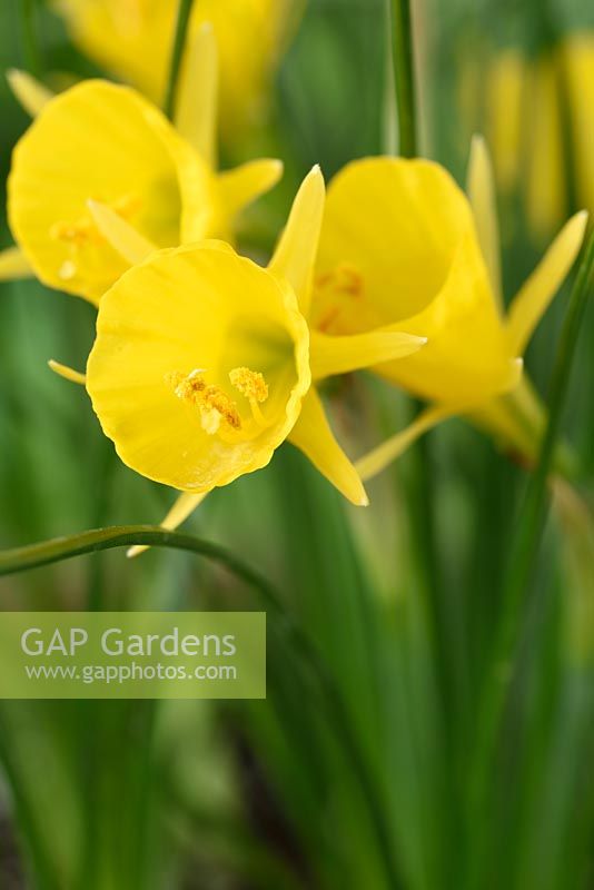Narcissus bulbocodium subsp. bulbocodium var. conspicuus - Hoop petticoat daffodil

