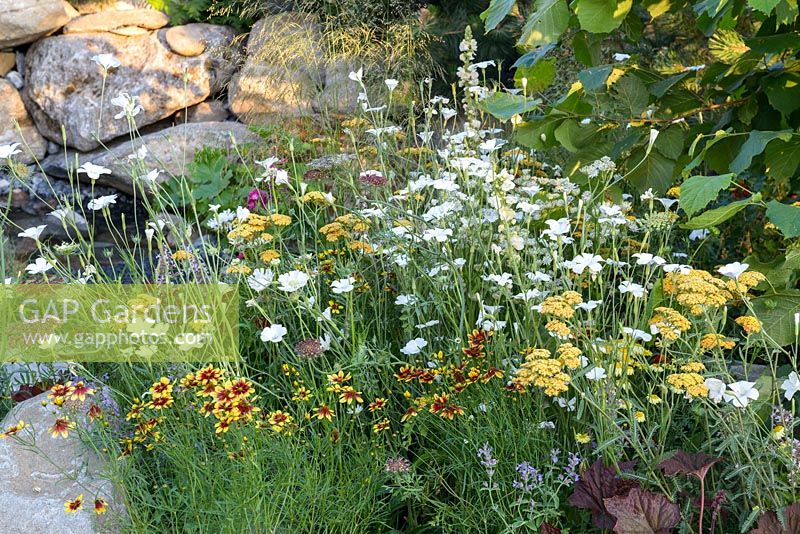 Naturalistic planting with Agrostemma githago 'Ocean Pearl'. Great gardens of the USA, 'Charleston and South Carolina Garden'. RHS Hampton Flower Show 2018