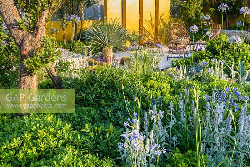 Chairs on terrace with Pittosporum, Echinocactus grusonii and Stachys byzantina. 'Living La Vida 120'. RHS Hampton Flower Show 2018 