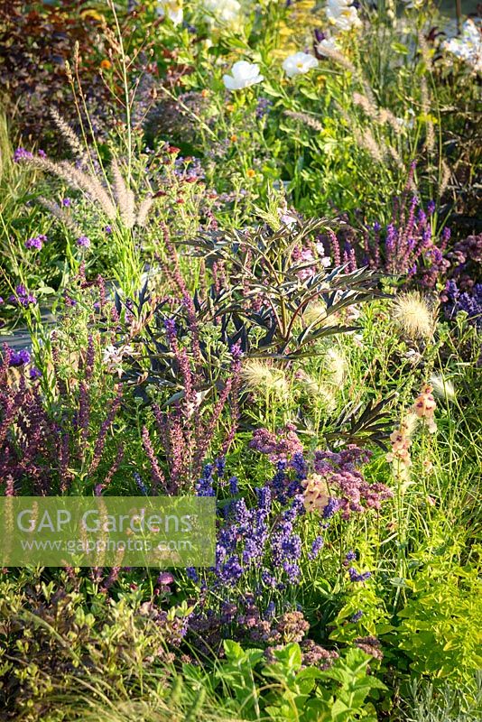 Lavendula, Pennisetum and Verbena in Perennial border. 'RNIB Community Garden', RHS Hampton Flower Show 2018.
