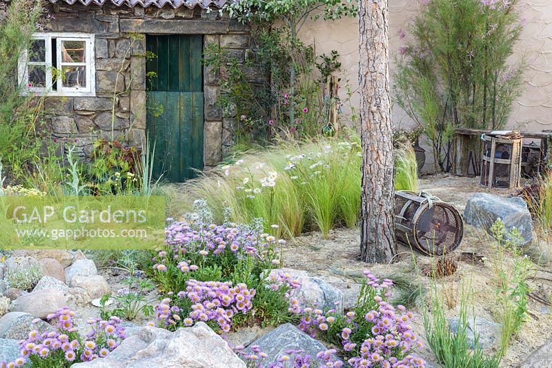 Erigeron and Stipa with rocks and stones. 'Rias de Galicia', A Garden at the End of the Earth - RHS Hampton Flower Show 2018 